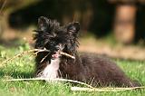 CHIEN NU CHINOIS 258